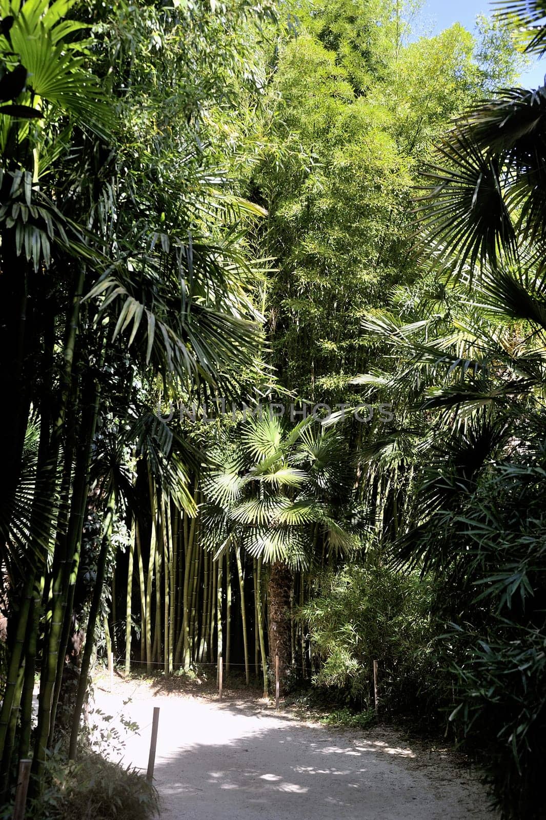 An alley of the park bamboo Anduze where almost all species are represented.