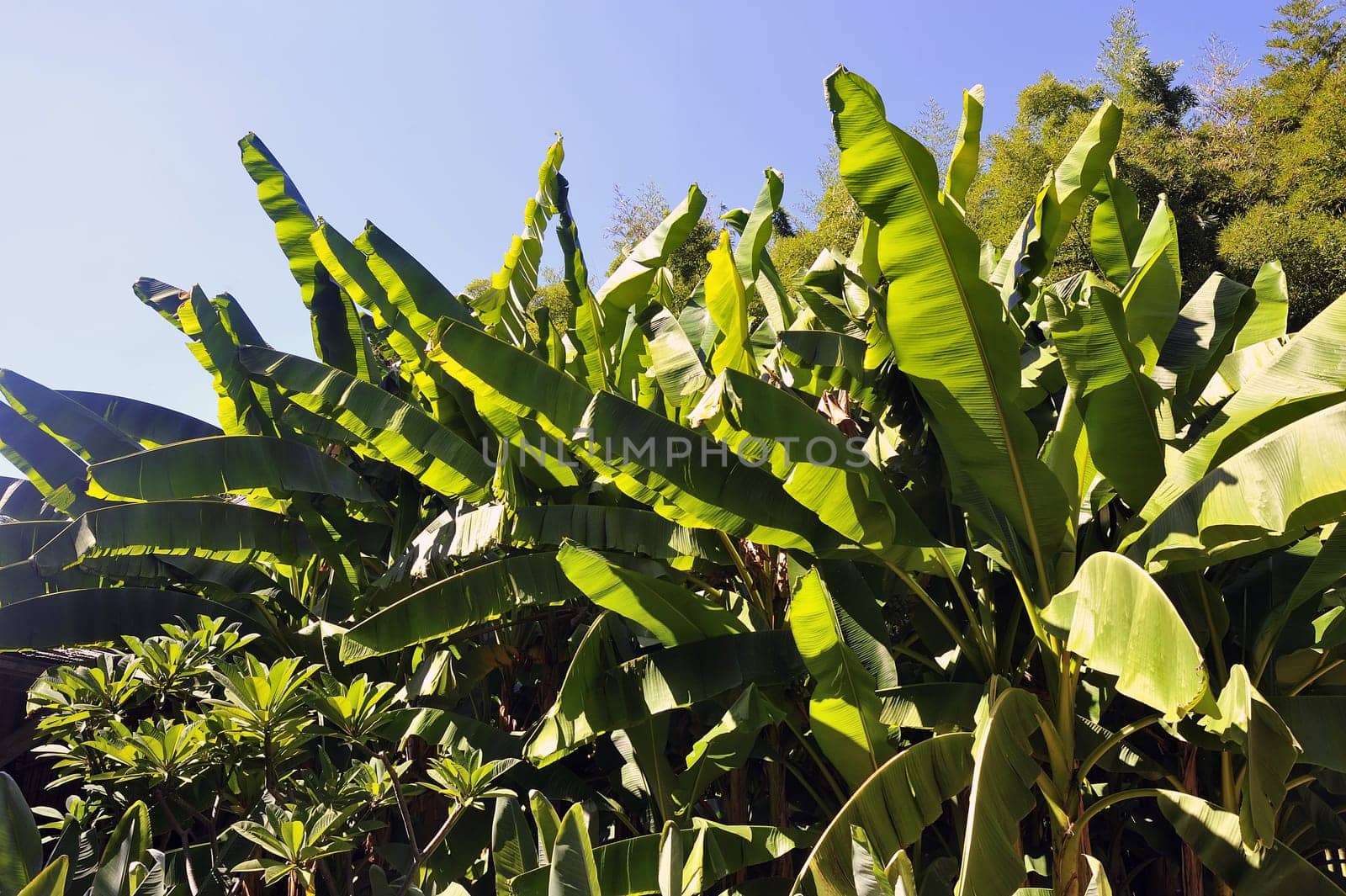 banana tree in the park Anduze bamboo where almost all species are represented and promoted in an Asian garden