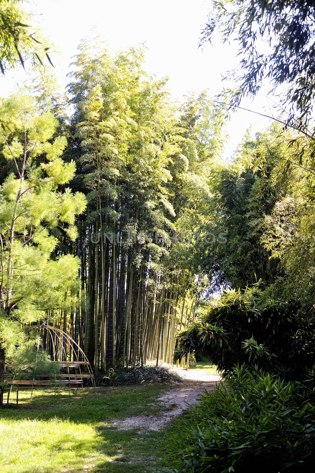Park Anduze bamboo where almost all species are represented and promoted in an Asian garden