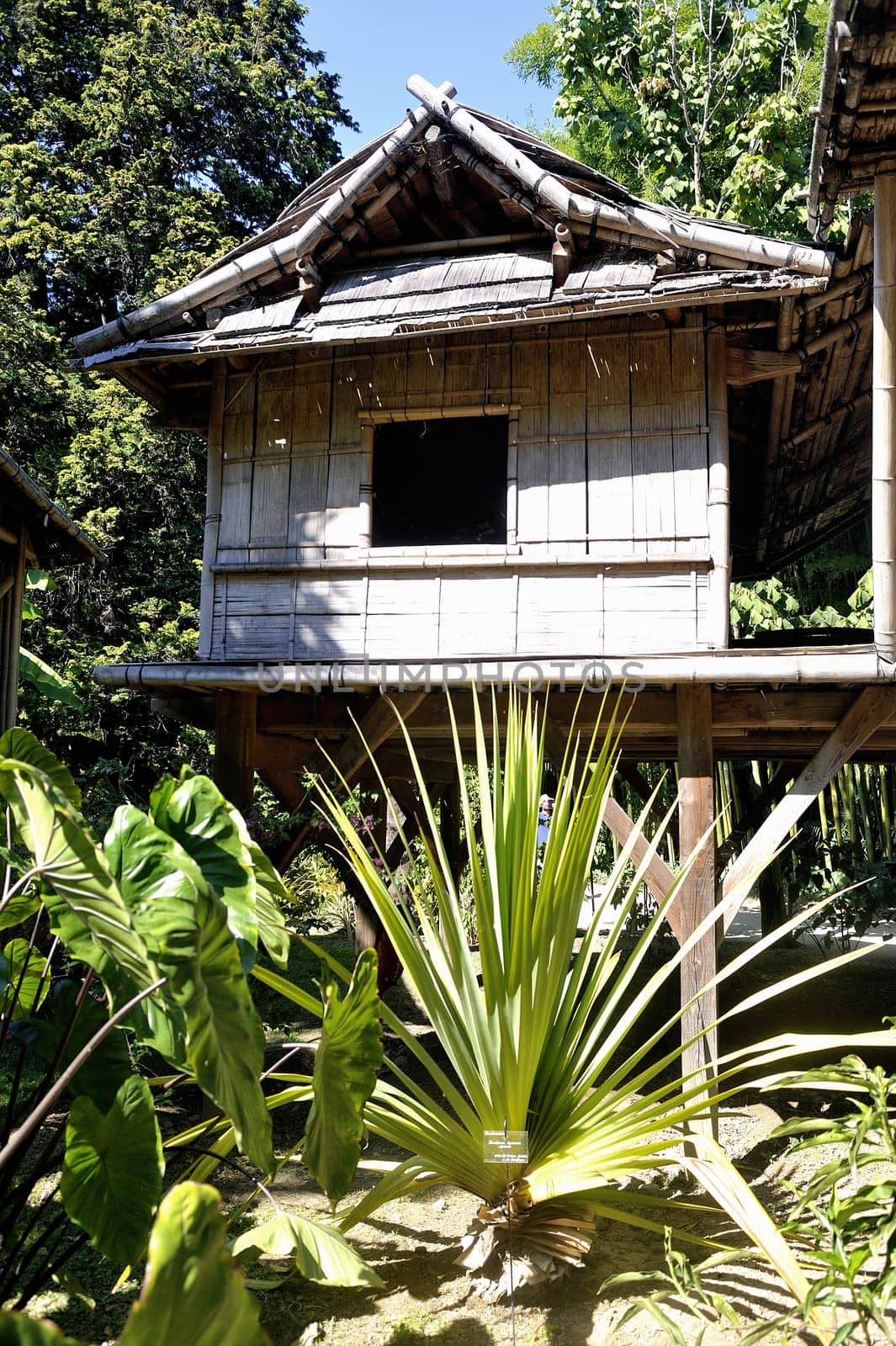 bamboo house in the park Anduze bamboo where almost all species are represented and promoted in an Asian garden