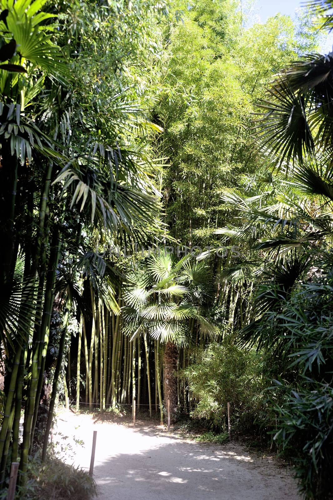 An alley of the park bamboo Anduze where almost all species are represented.