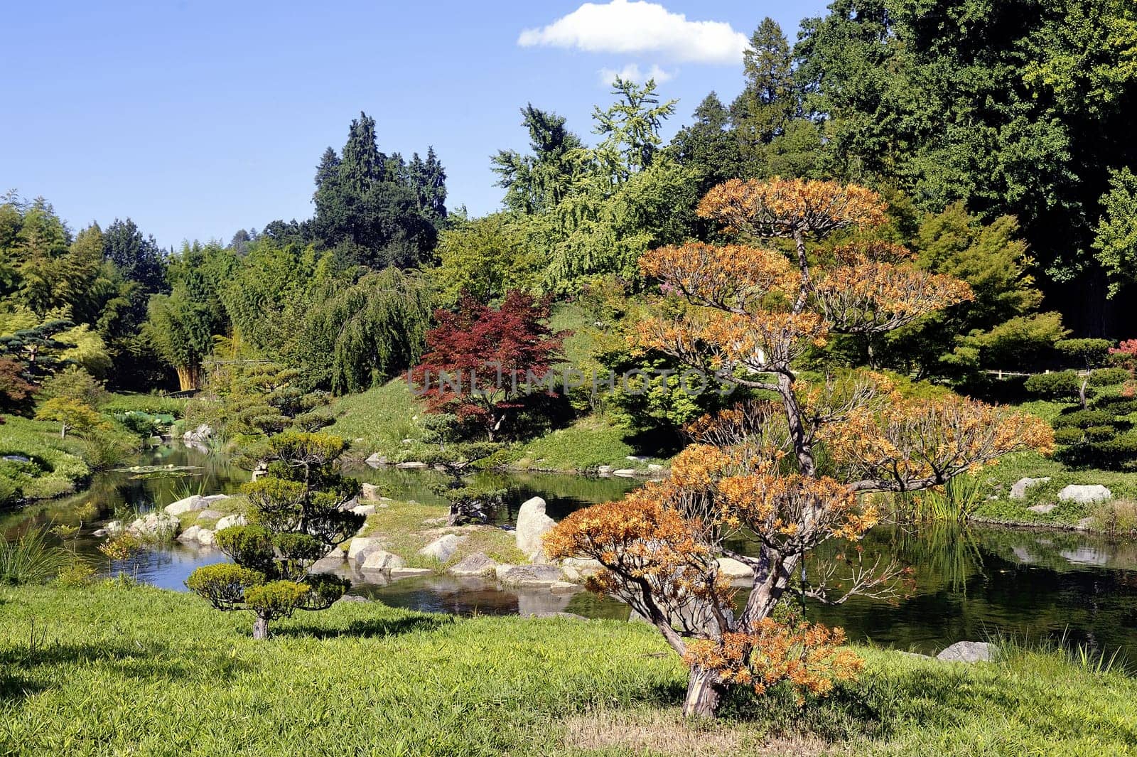 Japanese Garden Park Anduze bamboo where almost all species are represented and promoted in an Asian garden