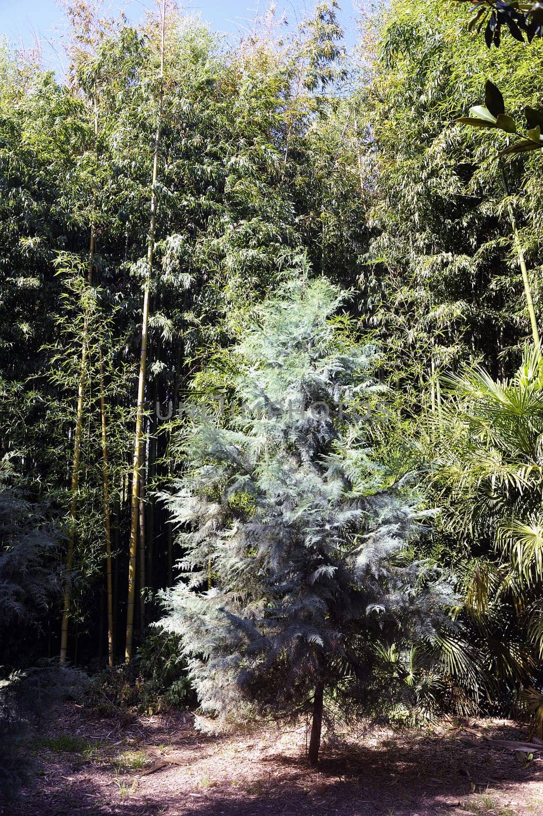 Park Anduze bamboo where almost all species are represented and promoted in an Asian garden
