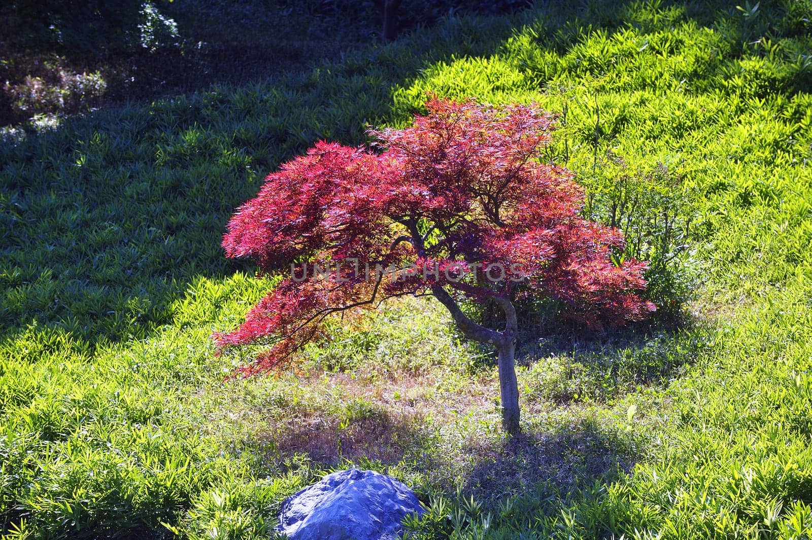 Japanese Garden Park Anduze bamboo where almost all species are represented and promoted in an Asian garden