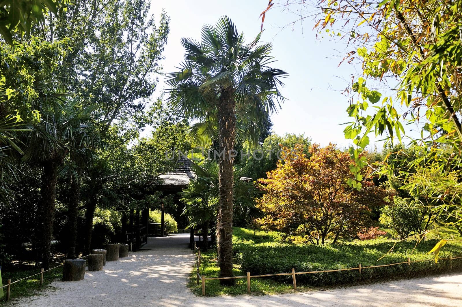 Japanese Garden Park Anduze bamboo where almost all species are represented and promoted in an Asian garden
