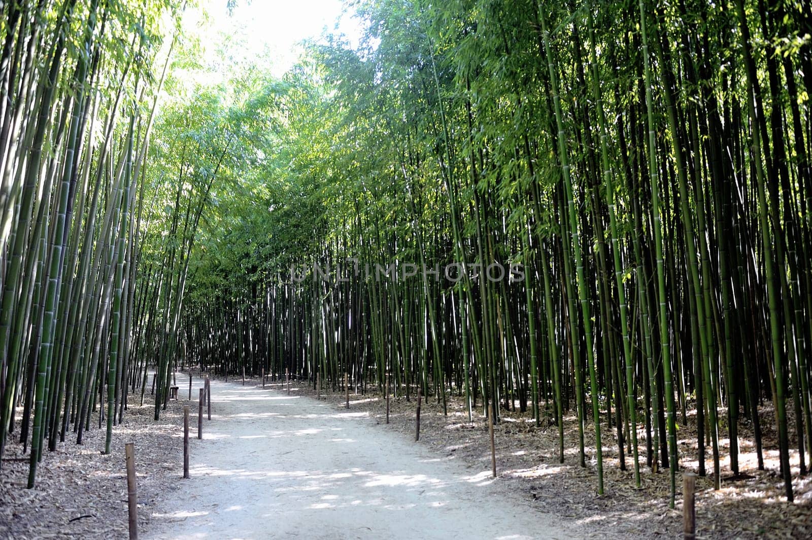 Park Anduze bamboo where almost all species are represented and promoted in an Asian garden