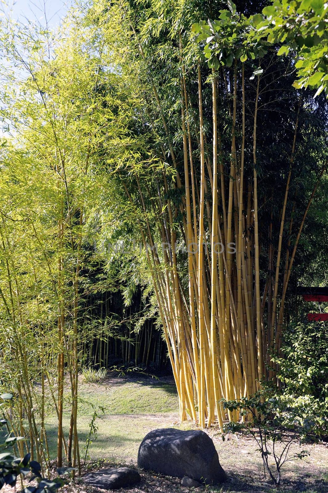 Park Anduze bamboo where almost all species are represented and promoted in an Asian garden
