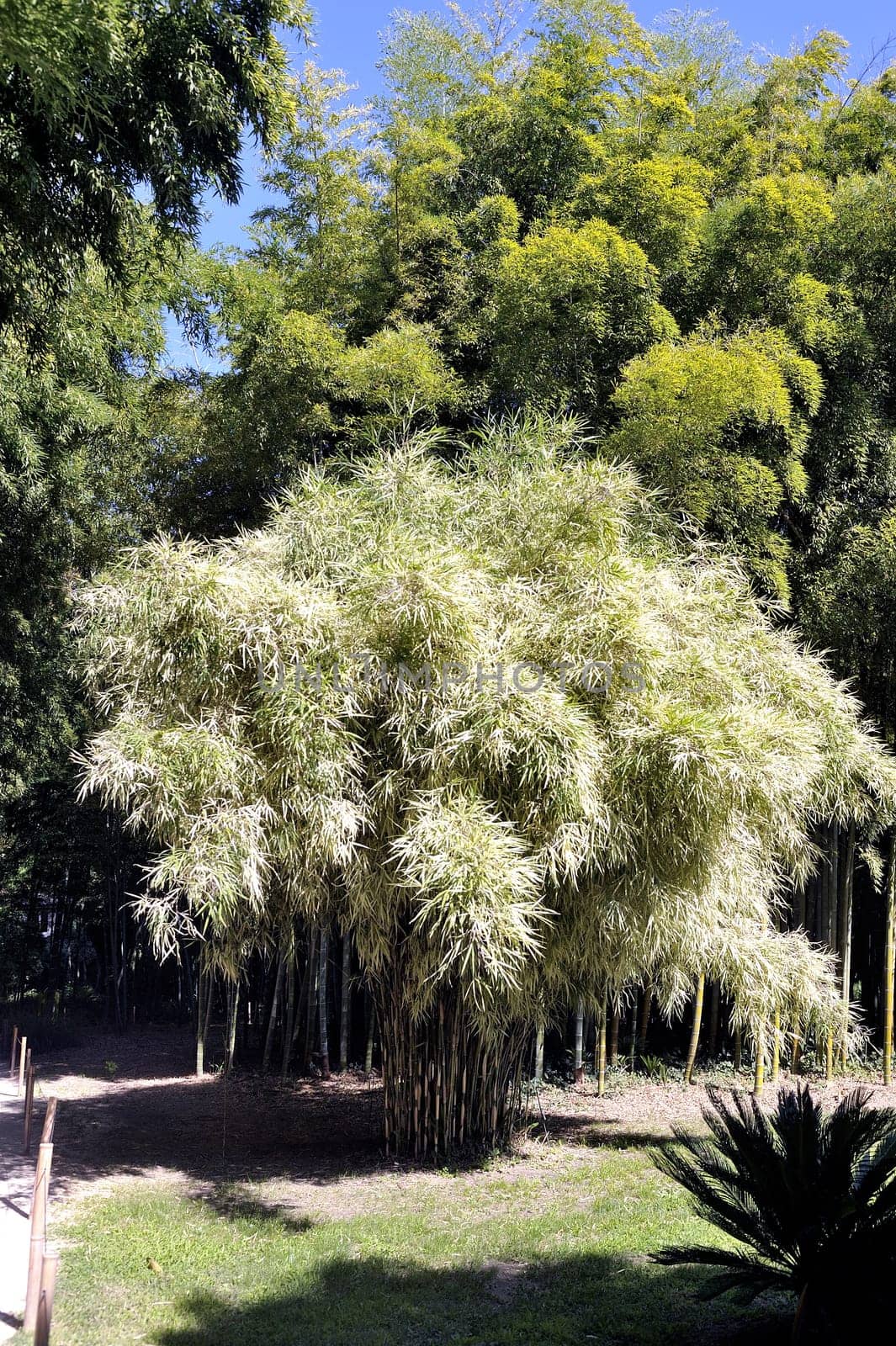 gate of the Japanese garden entrance in park Anduze bamboo where almost all species are represented and promoted in an Asian garden