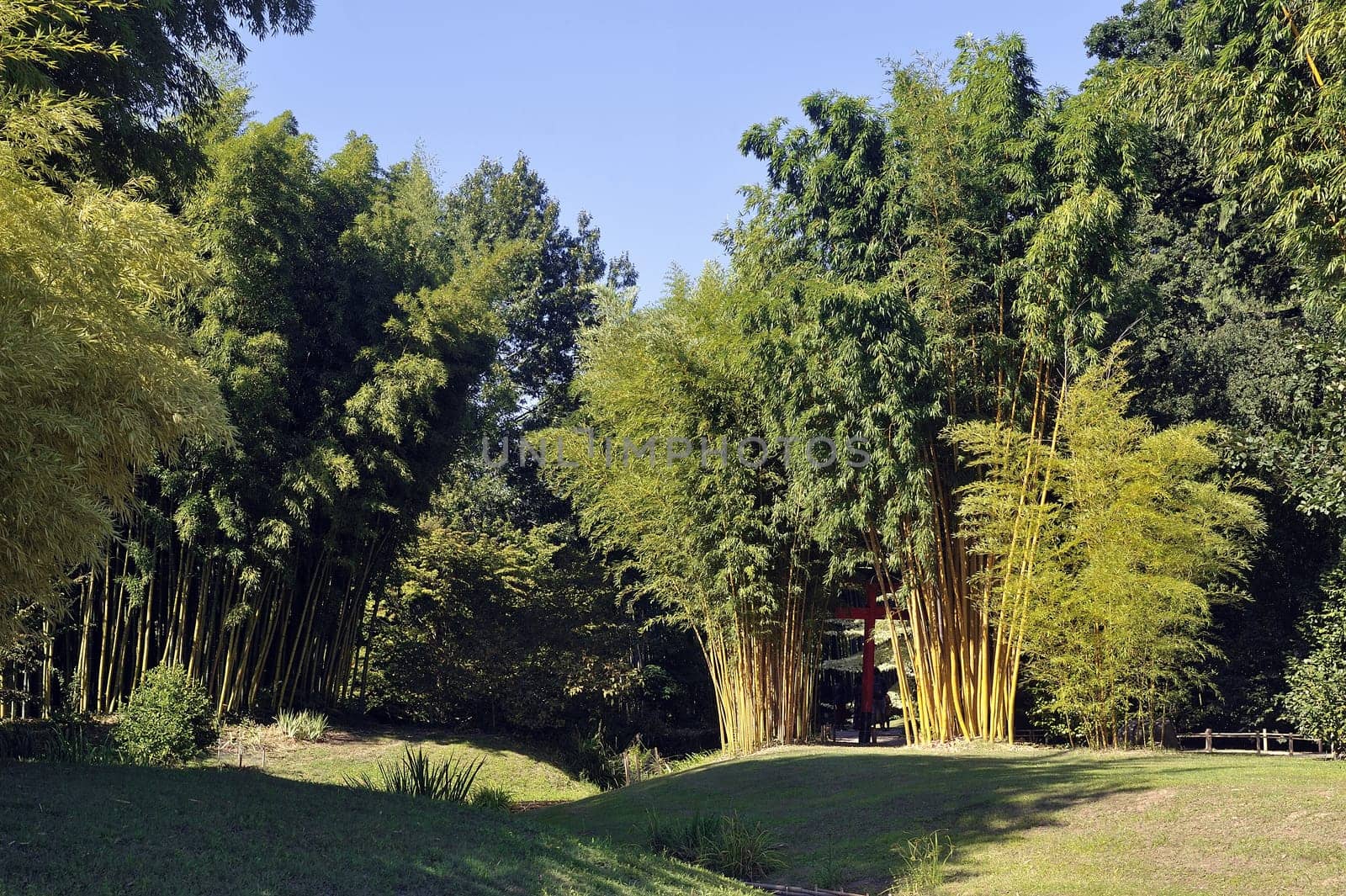 Park Anduze bamboo where almost all species are represented and promoted in an Asian garden