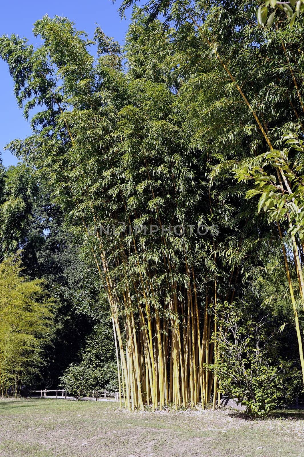 Park Anduze bamboo where almost all species are represented and promoted in an Asian garden