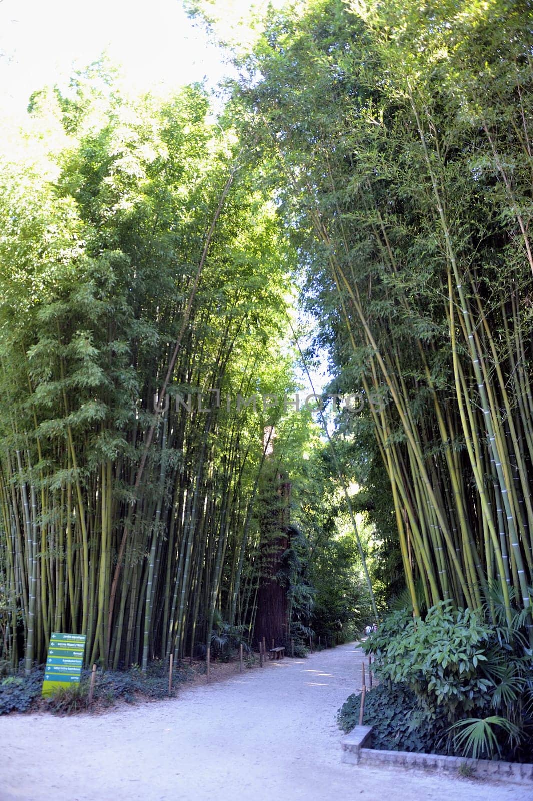 gate of the Japanese garden entrance in park Anduze bamboo where almost all species are represented and promoted in an Asian garden