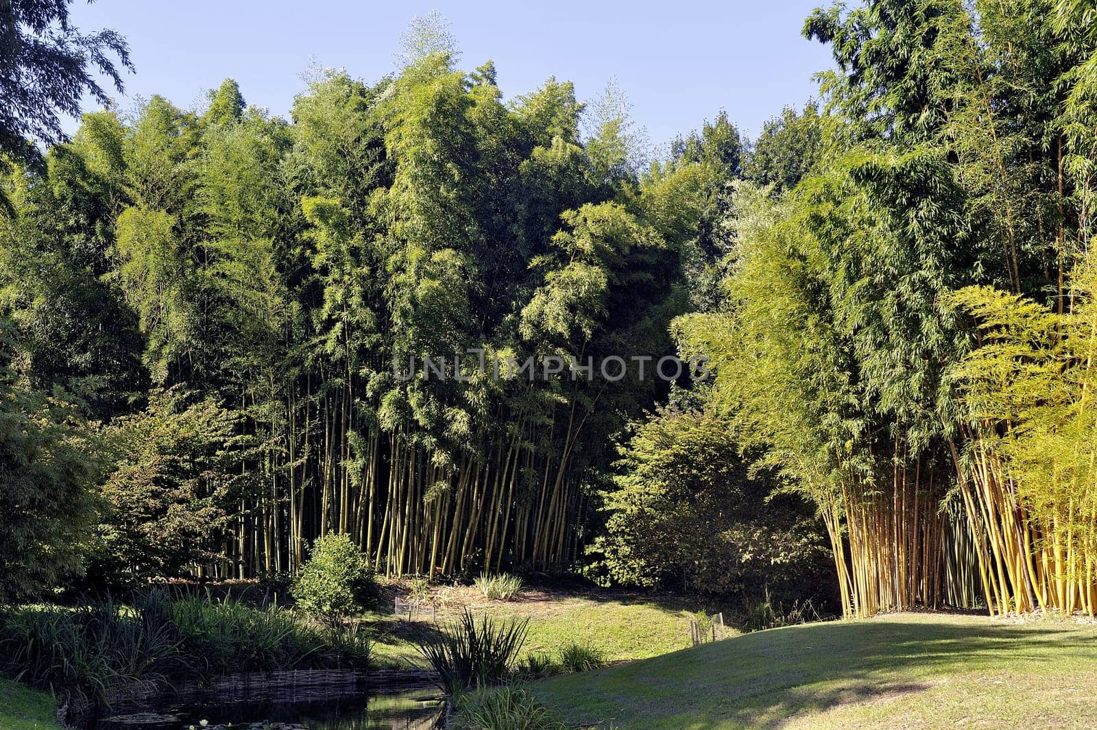 Park Anduze bamboo where almost all species are represented and promoted in an Asian garden