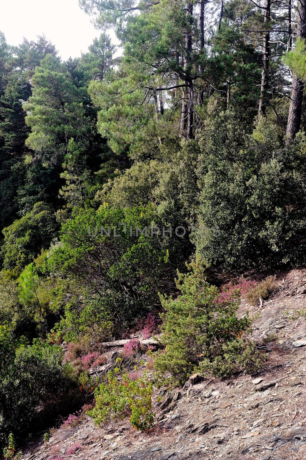 Nature in the mountains of the Cevennes on the edge of Gard and Lozere in south-eastern France.