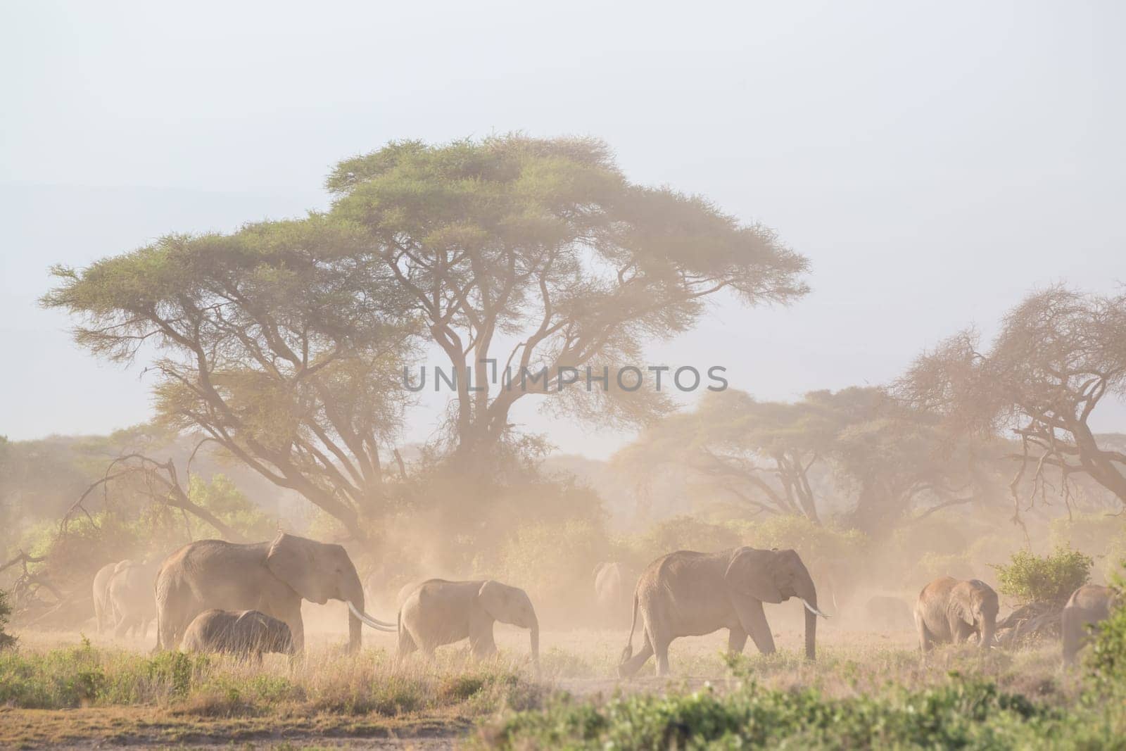 Elephant herd in Amboseli national park in Kenya., Africa.