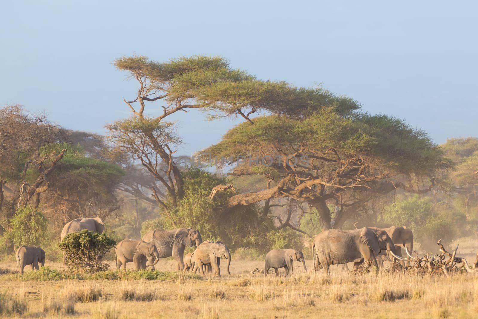 Elephant herd in Amboseli national park in Kenya., Africa.