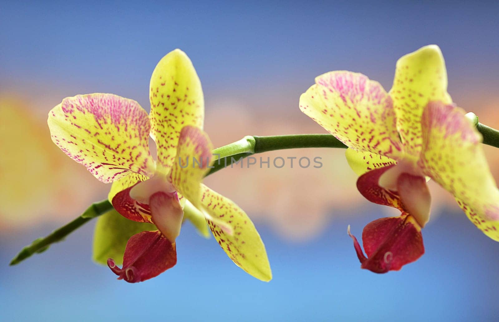 two orchid flowers