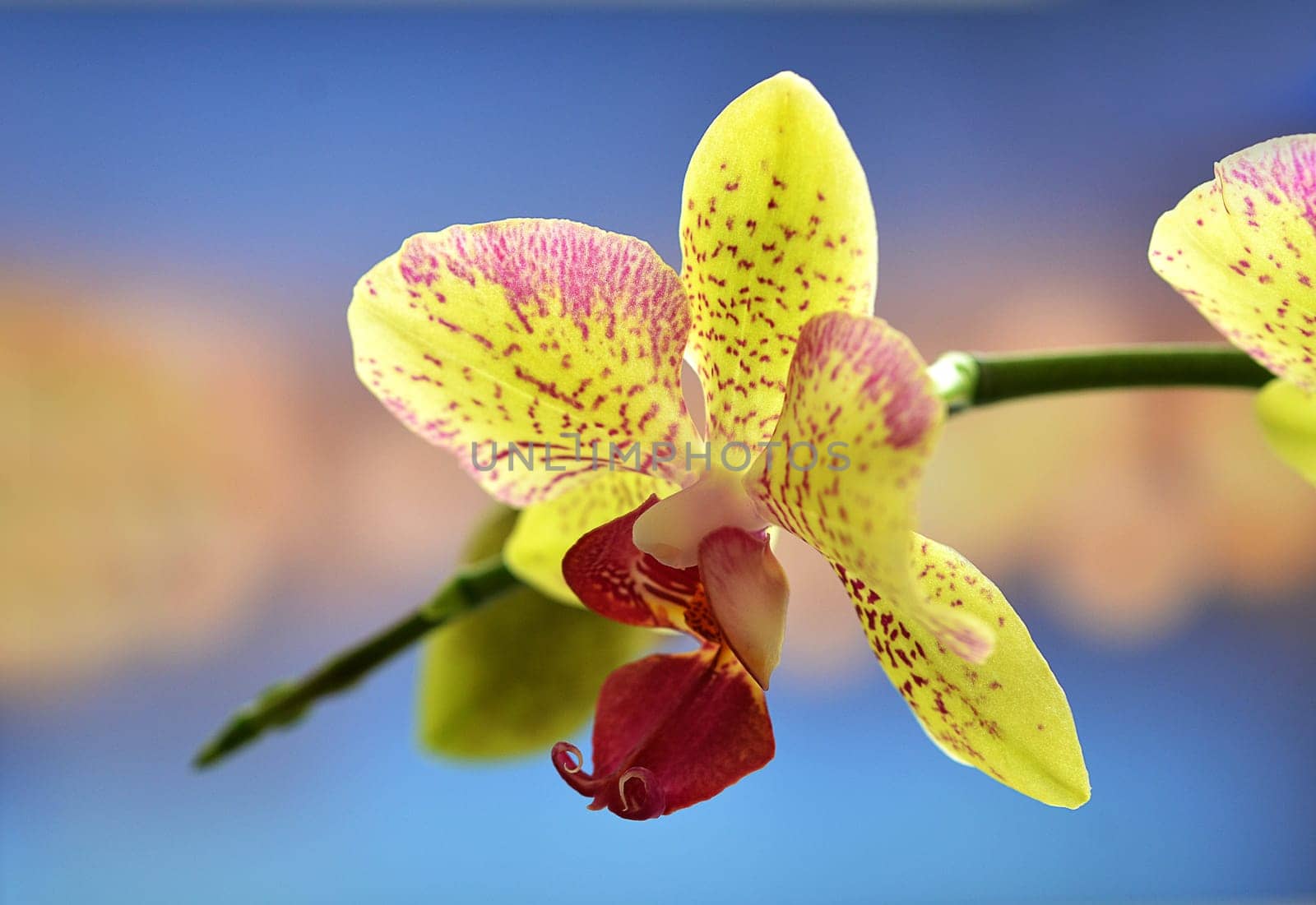 yellow orchid blossom