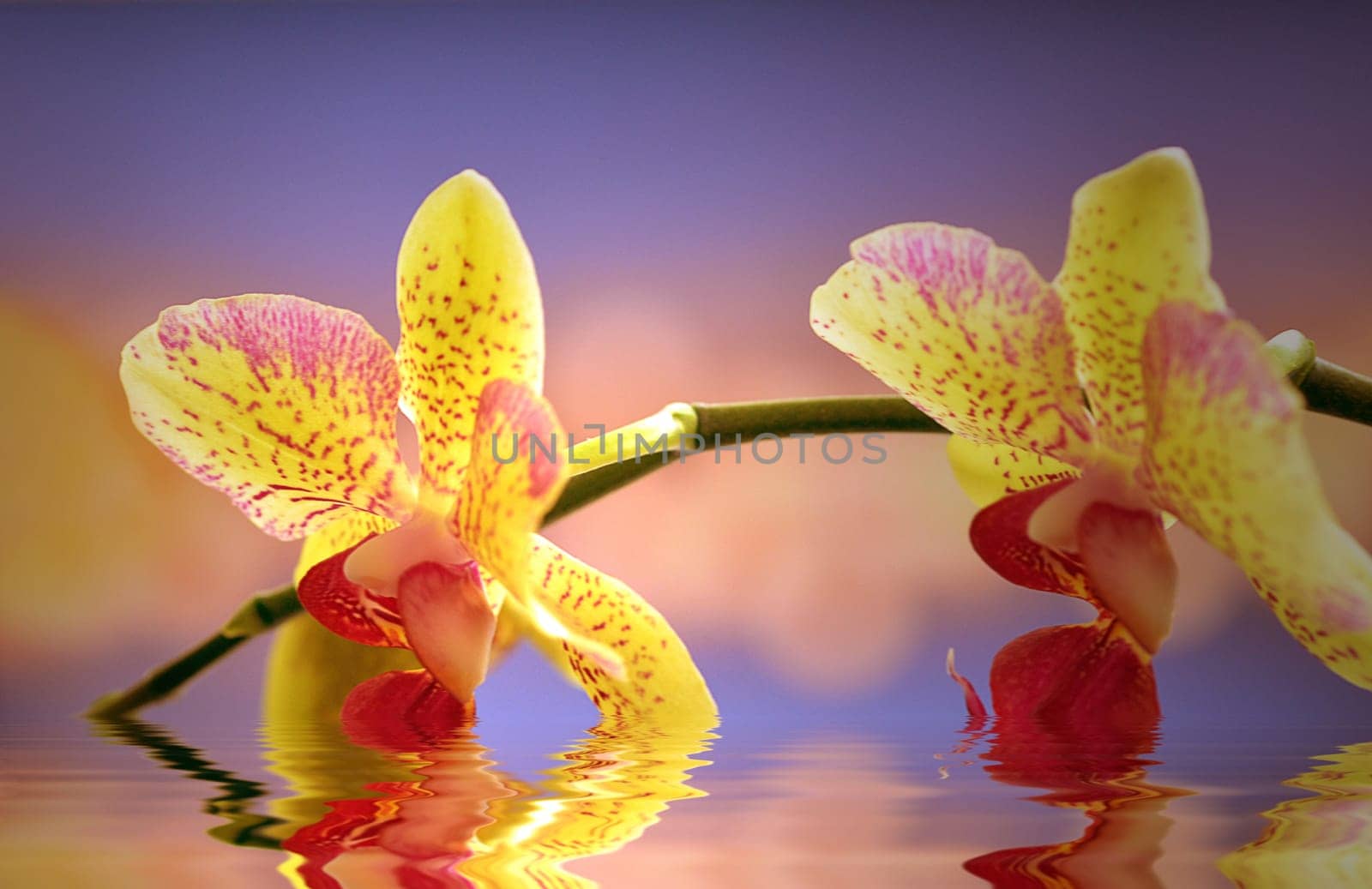 two orchid flowers with reflection