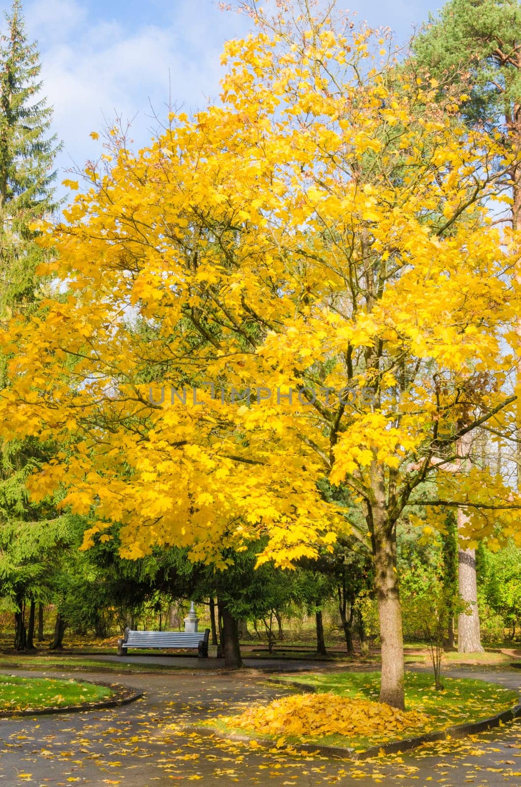 Maple with yellow leaves in autumn park