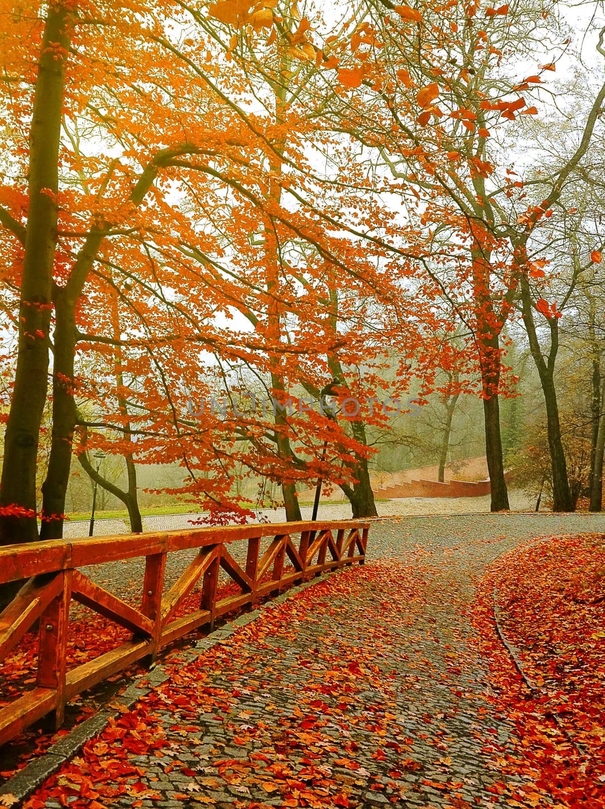 Autumn. Fall scene. Beautiful Autumnal park. Beauty nature scene. Autumn Trees and Leaves, in Sunlight