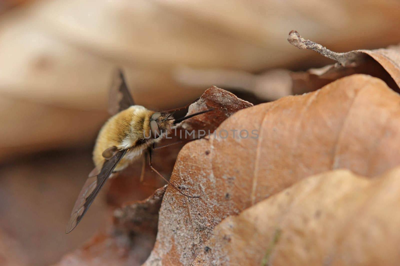 Large woolly float (Bombylius major)