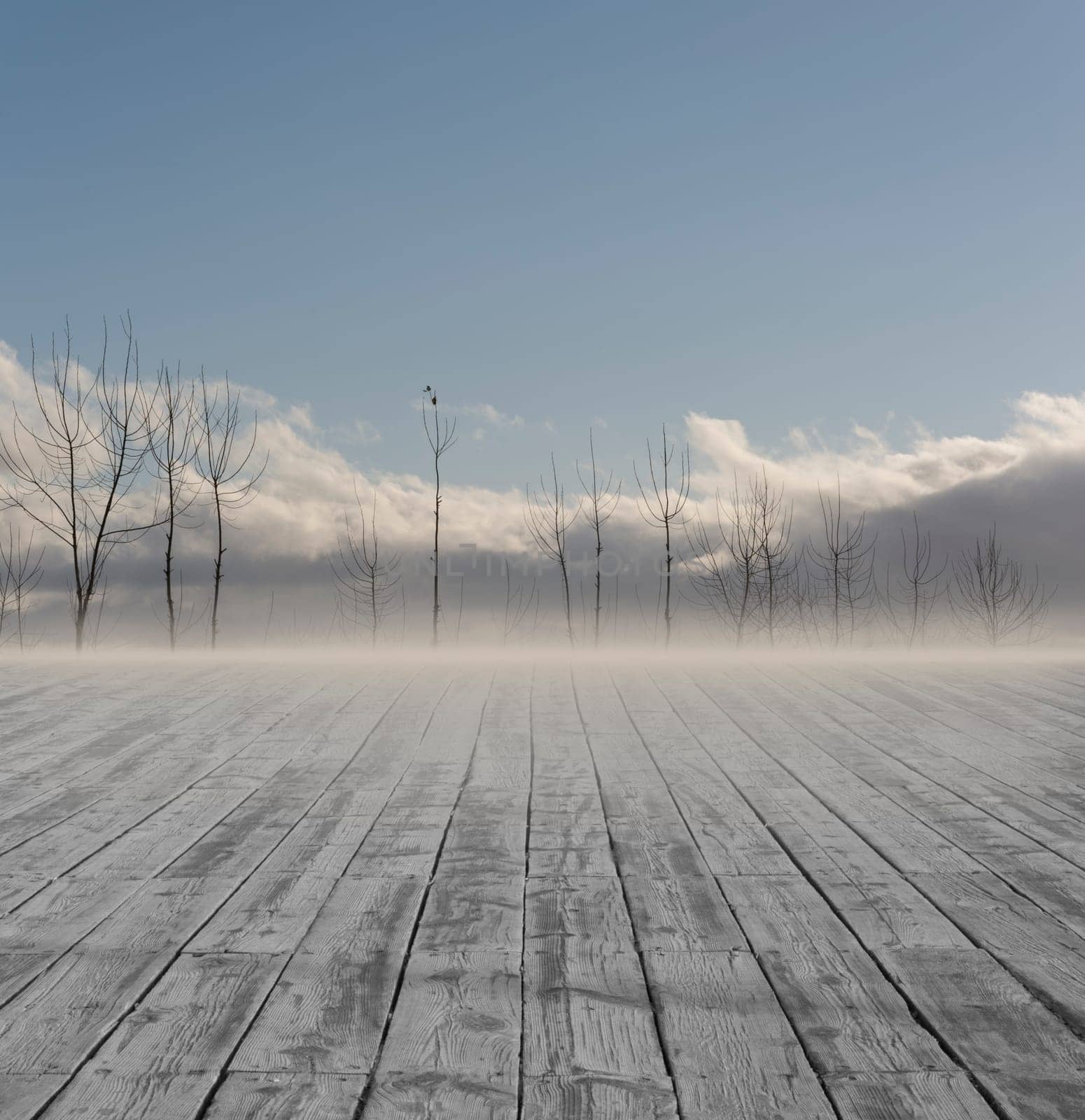 Destiny, Boardwalk At Floor Go to the Distance Trees, Wintry Landscape.