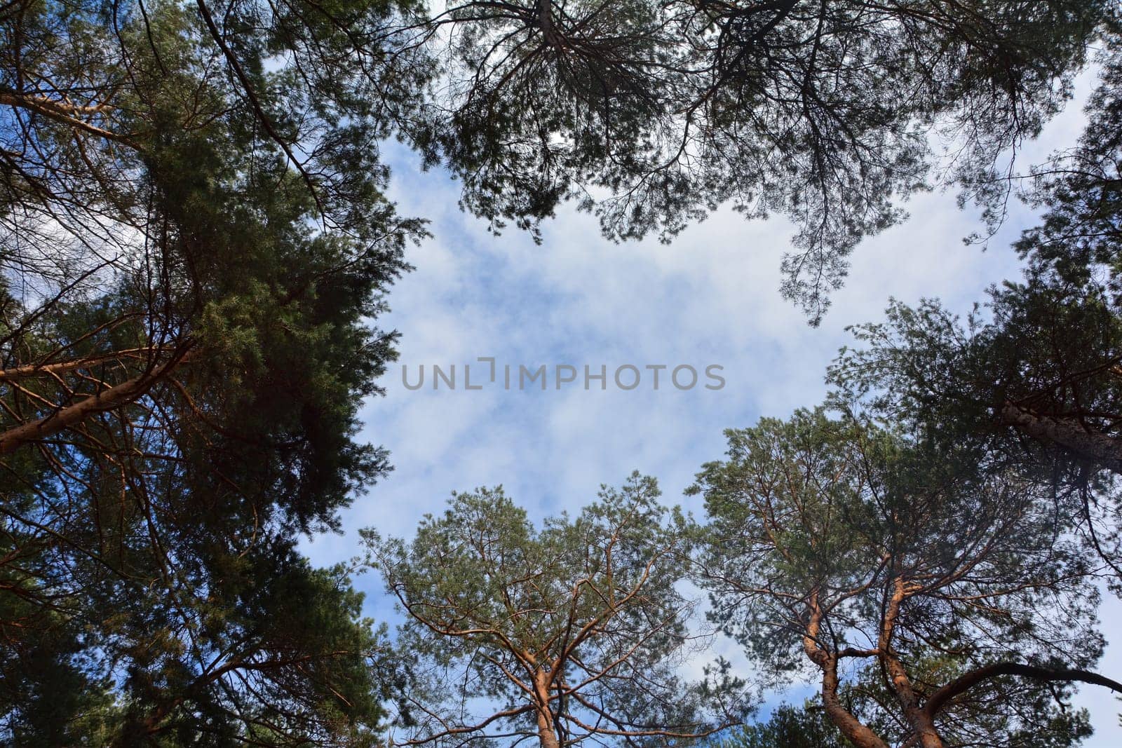 Treetops in the forest with a view to the blue sky