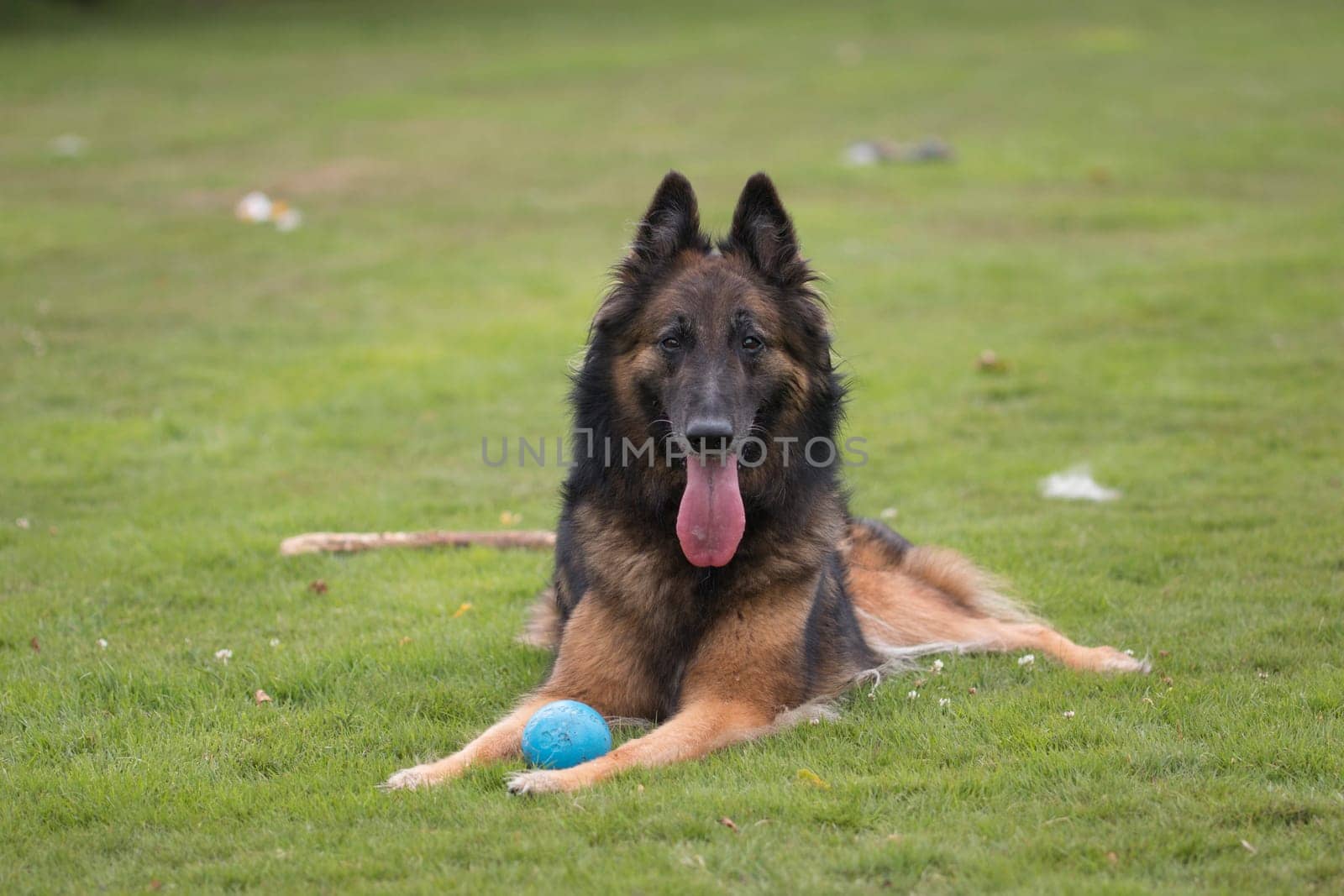 Dog, Belgian Shepherd Tervuren, lying