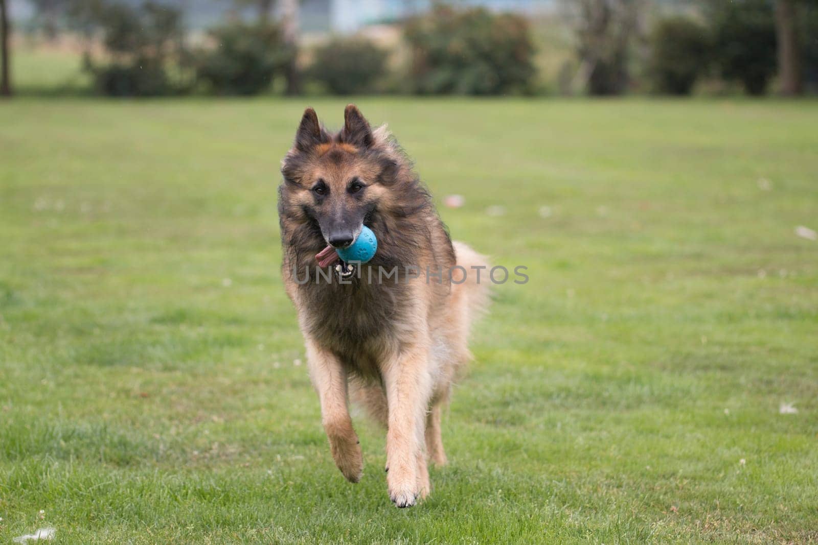 Dog, Belgian Shepherd Tervuren, running with ball