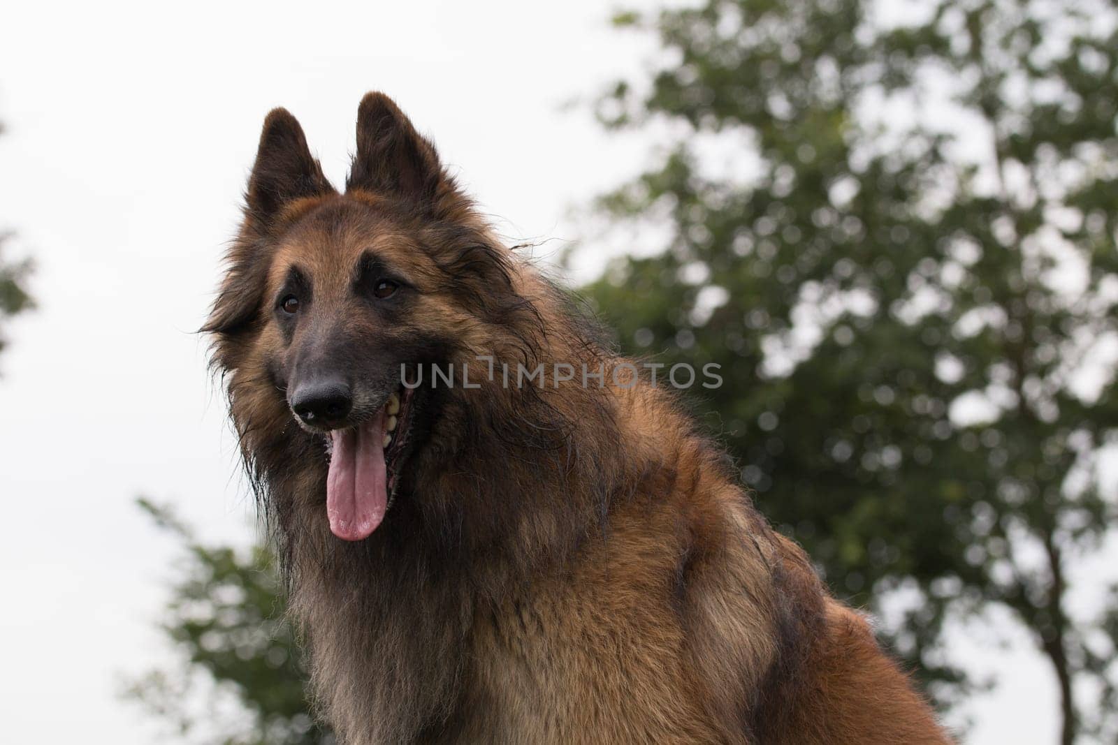 Dog, Belgian Shepherd Tervuren
