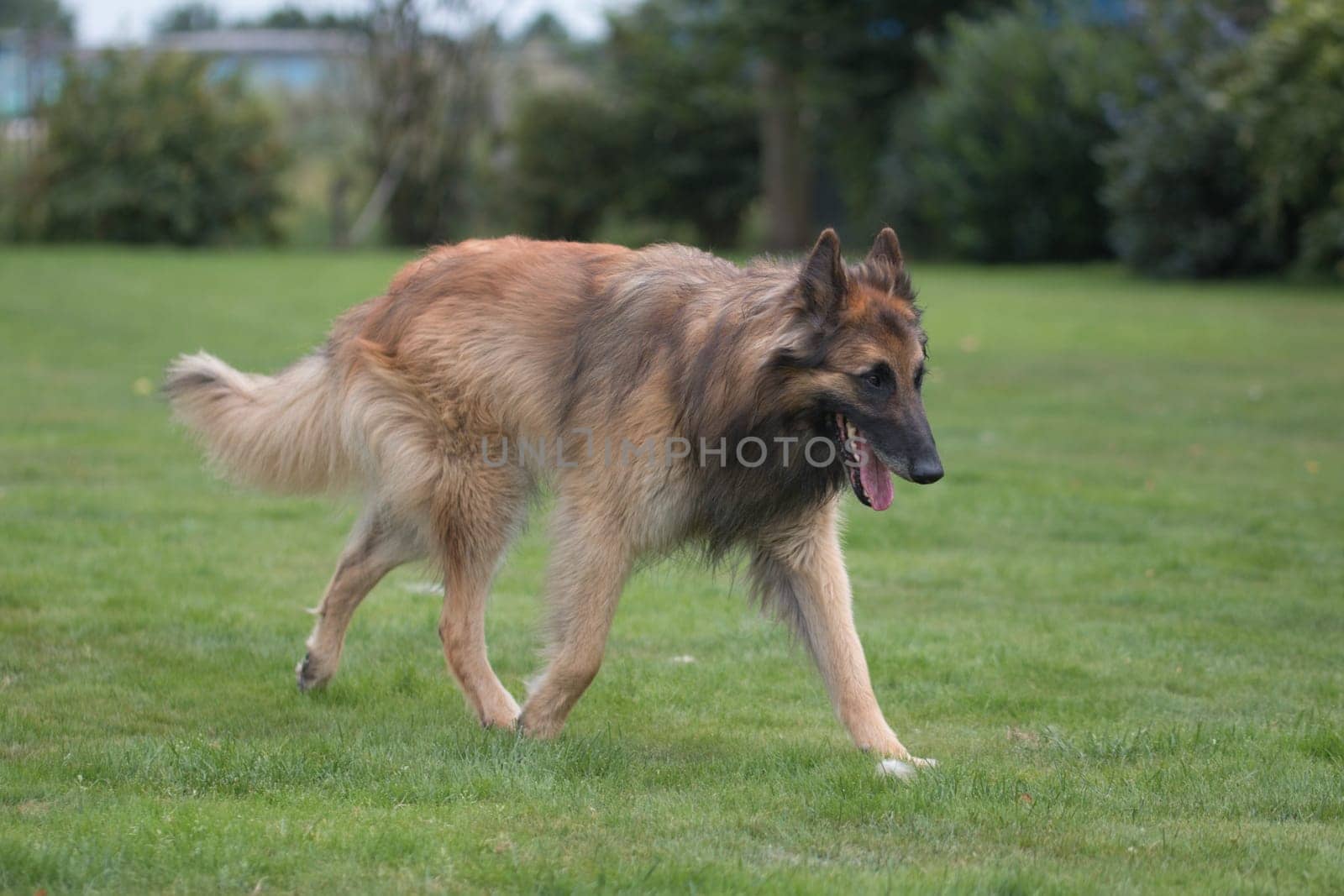 Dog, Belgian Shepherd Tervuren, walking in grass