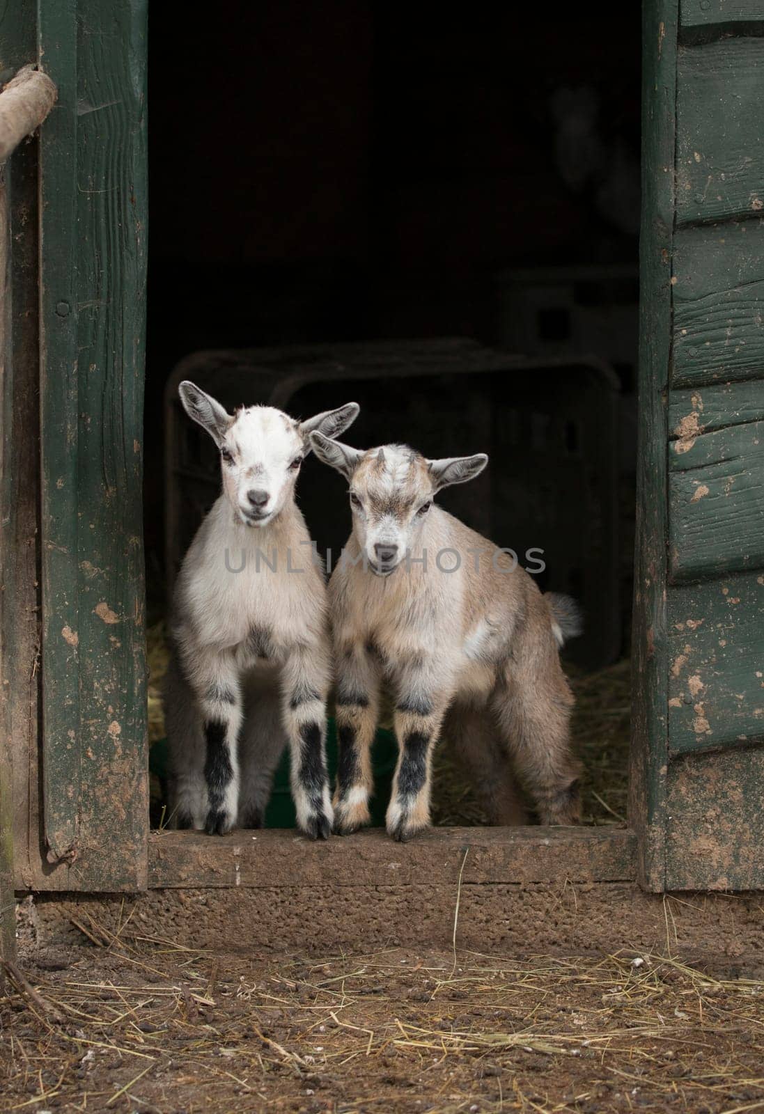 Two young four horned goats standing in door opening of stable