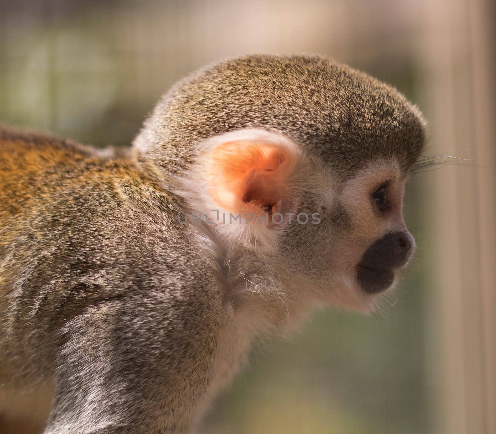 Squirrel monkey