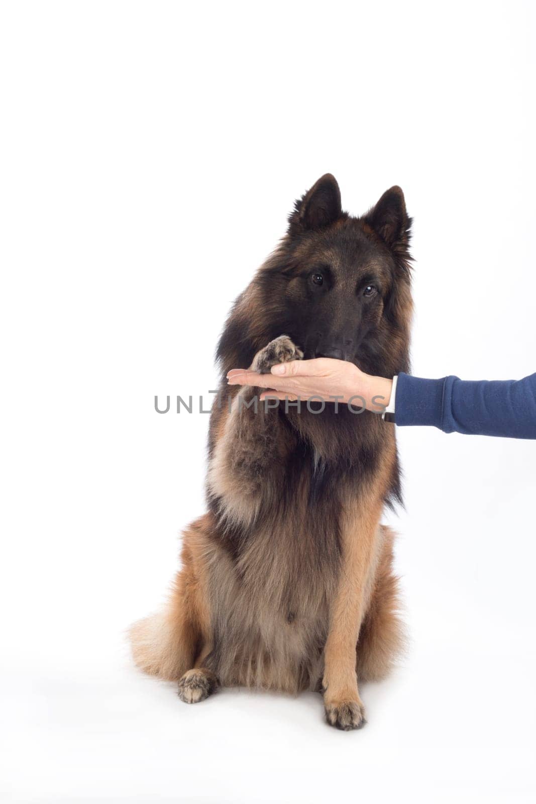 Dog, Belgian Shepherd Tervuren, paw in human hand, isolated on white background
