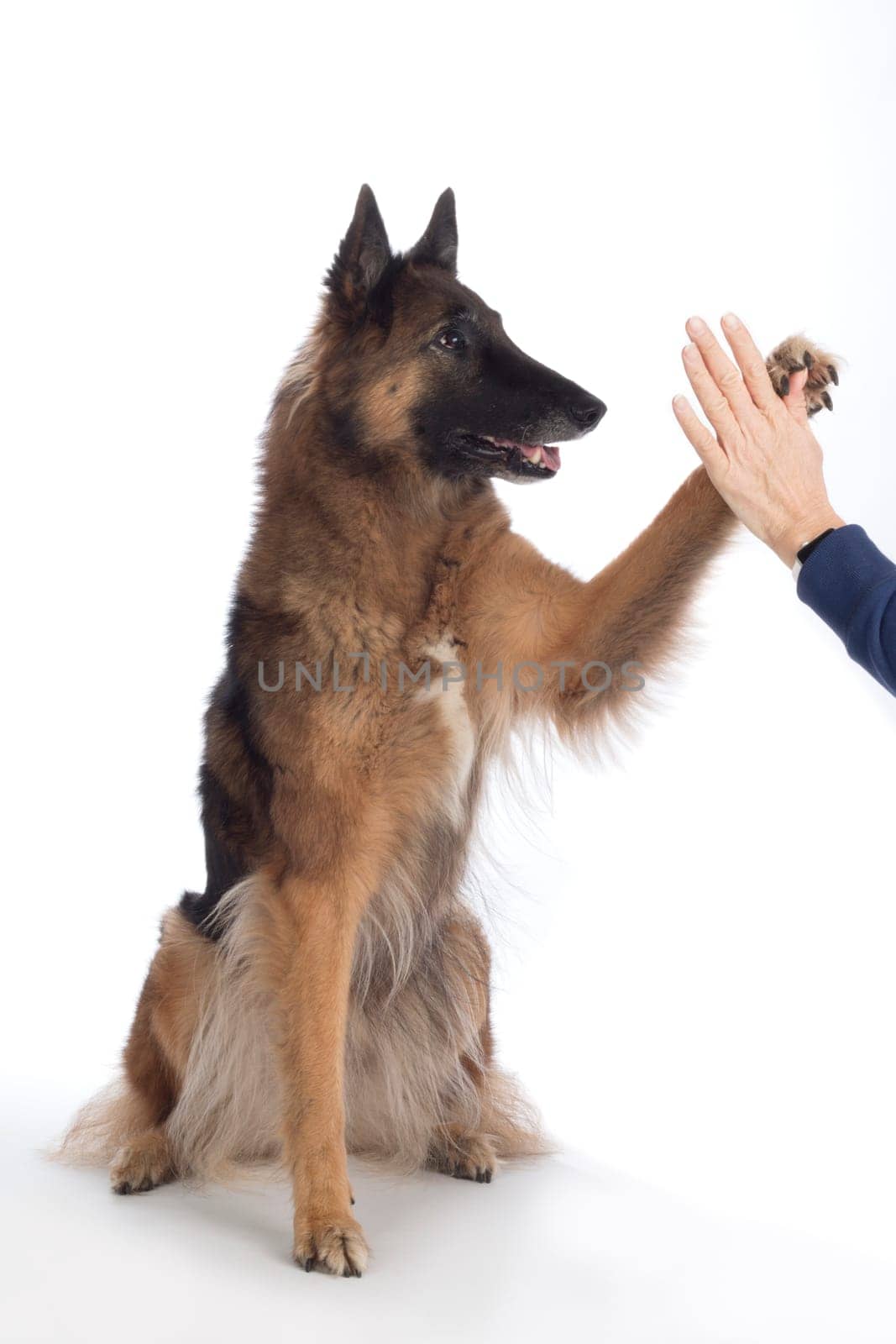 Dog, Belgian Shepherd Tervuren, paw in human hand, isolated on white background