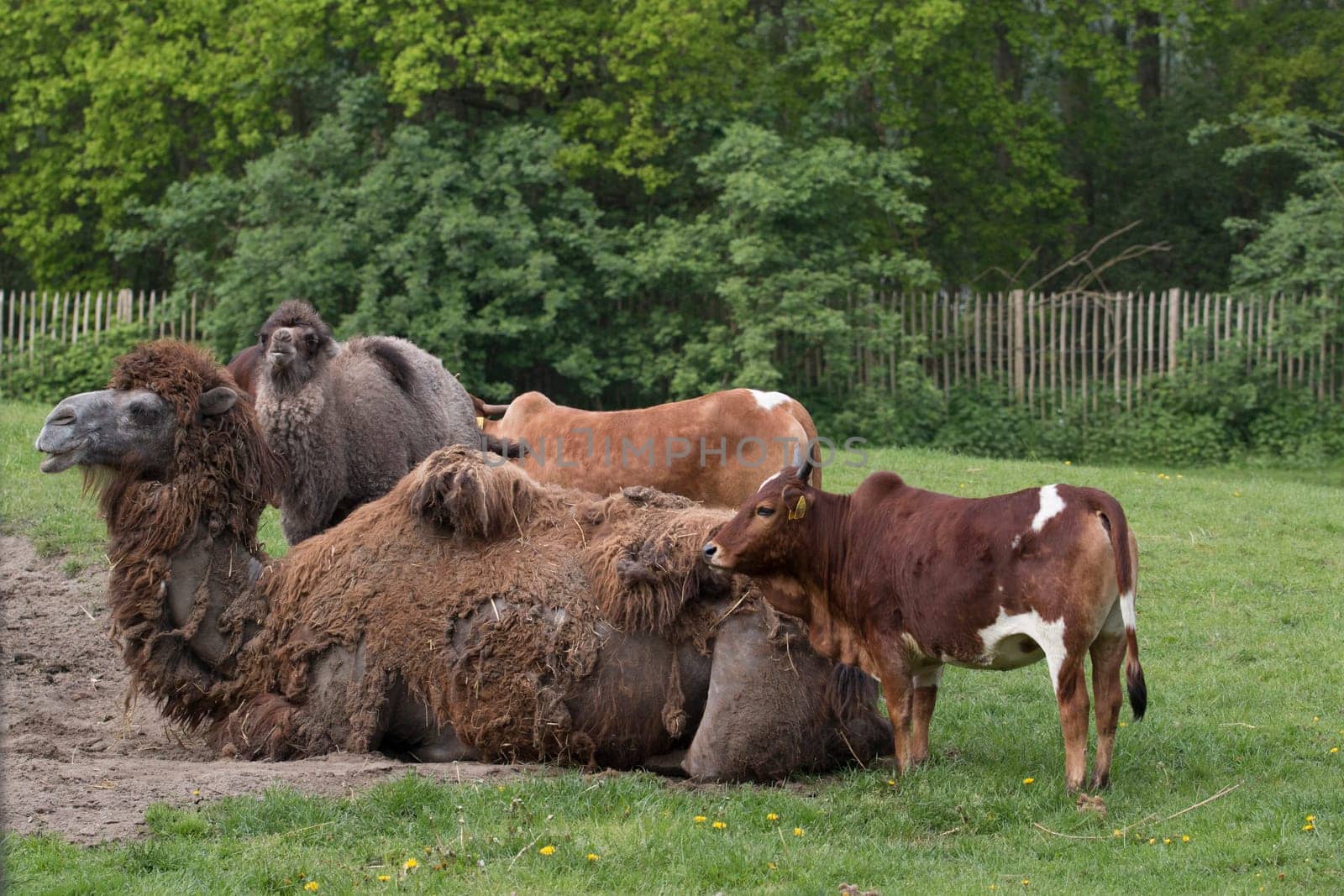 Camel and foal with two cows