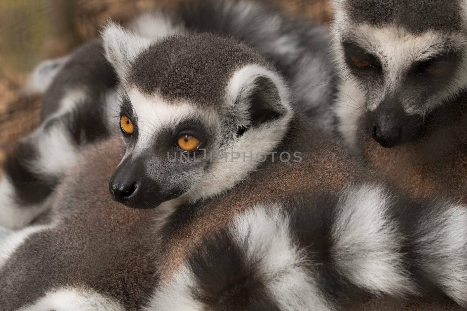 Lemur
