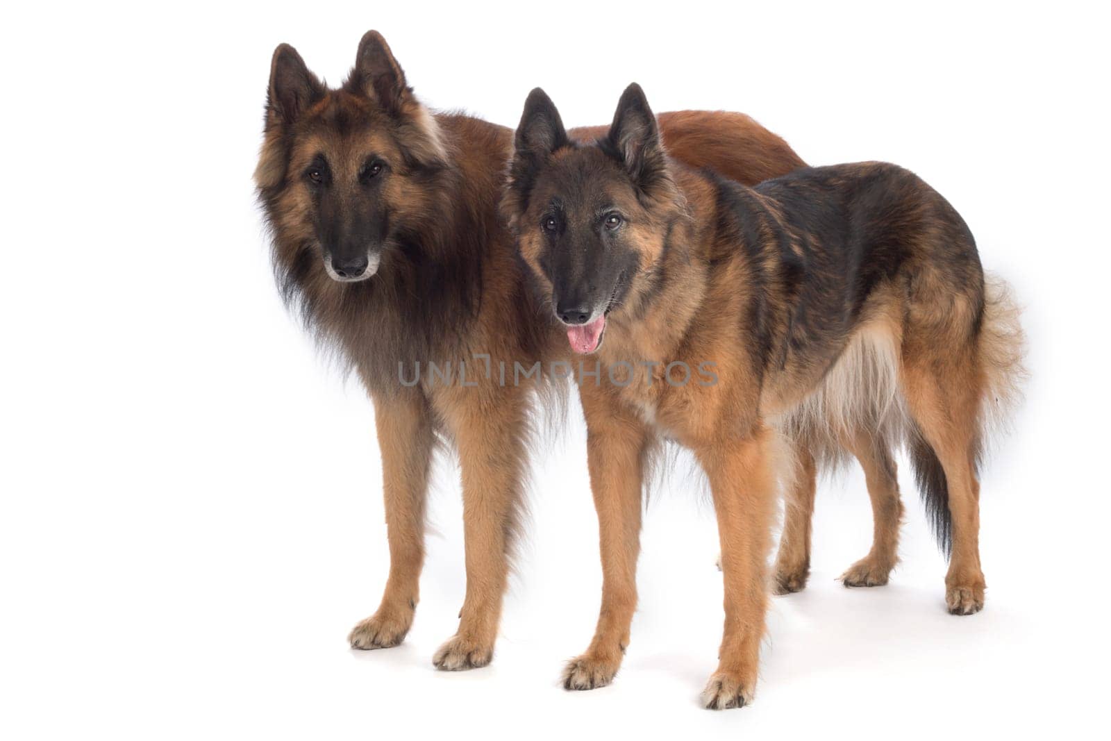 Two dogs, Belgian Shepherd Tervuren, standing, isolated on white background