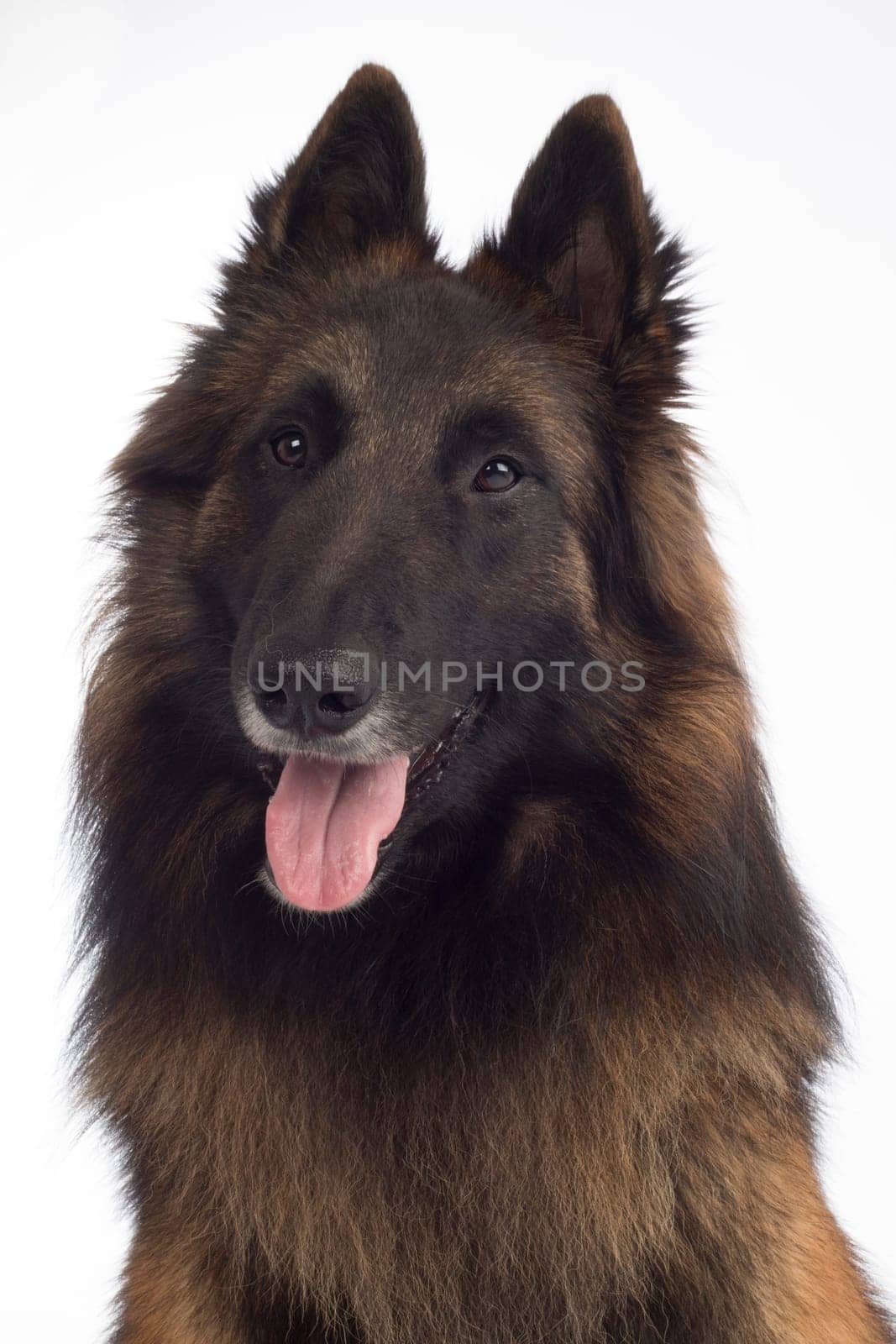 Headshot of dog, Belgian Shepherd Tervuren, isolated on white studio background