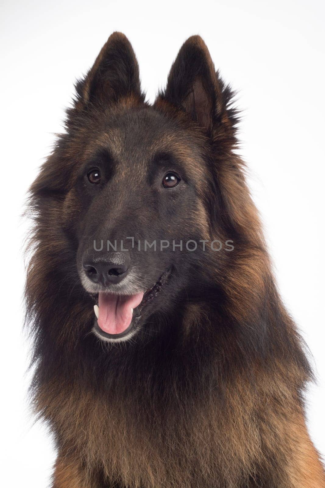headshot of dog, Belgian Shepherd Tervuren, isolated on white background