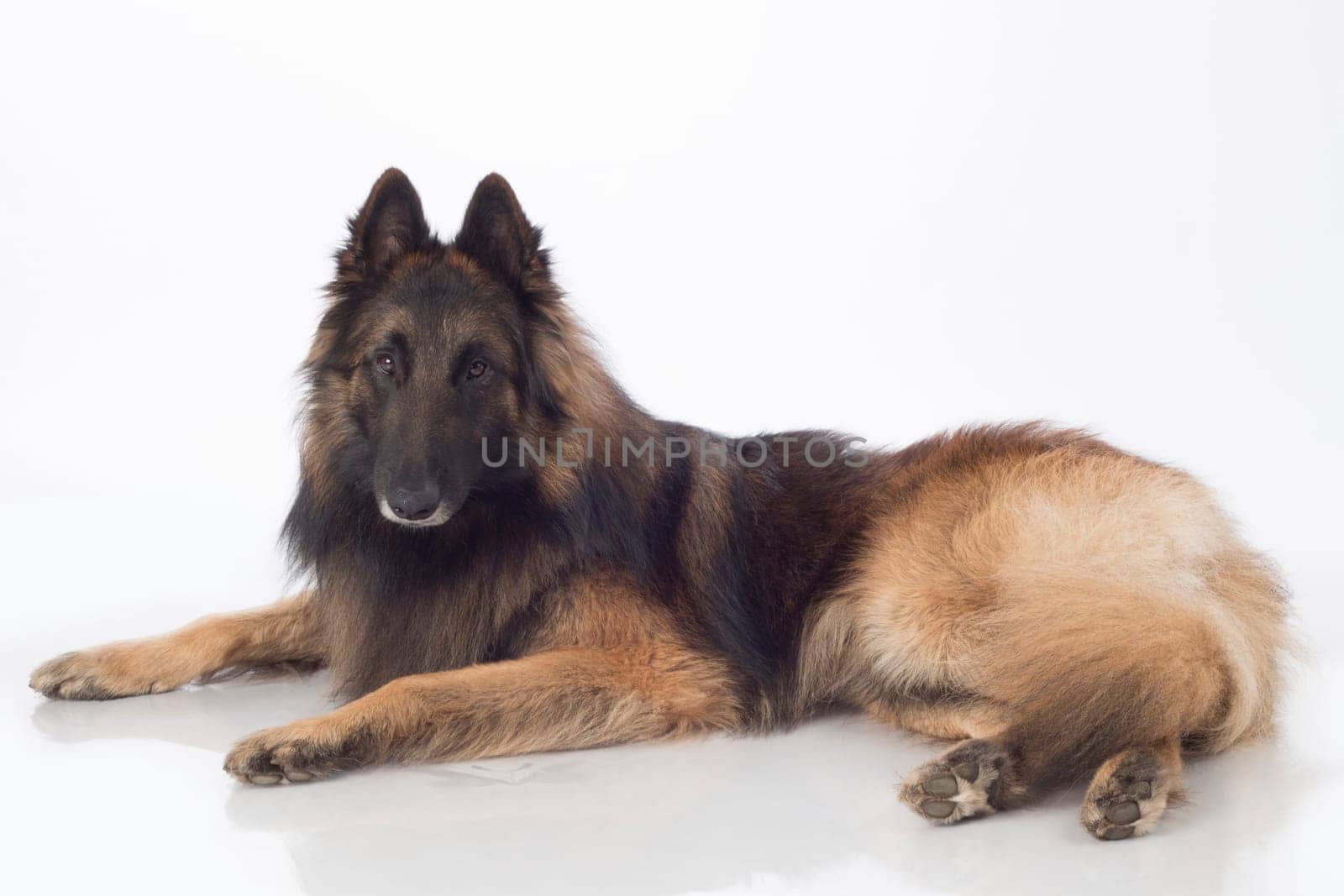 Dog, Belgian Shepherd Tervuren, lying, isolated on white background