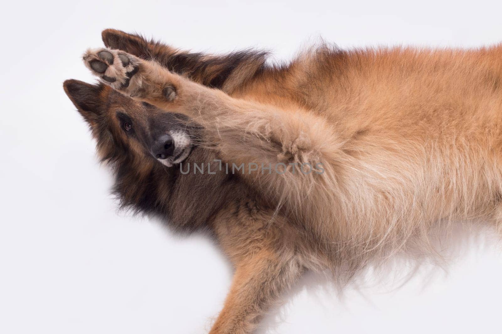 Dog, Belgian Shepherd Tervuren, paw up, isolated on white background