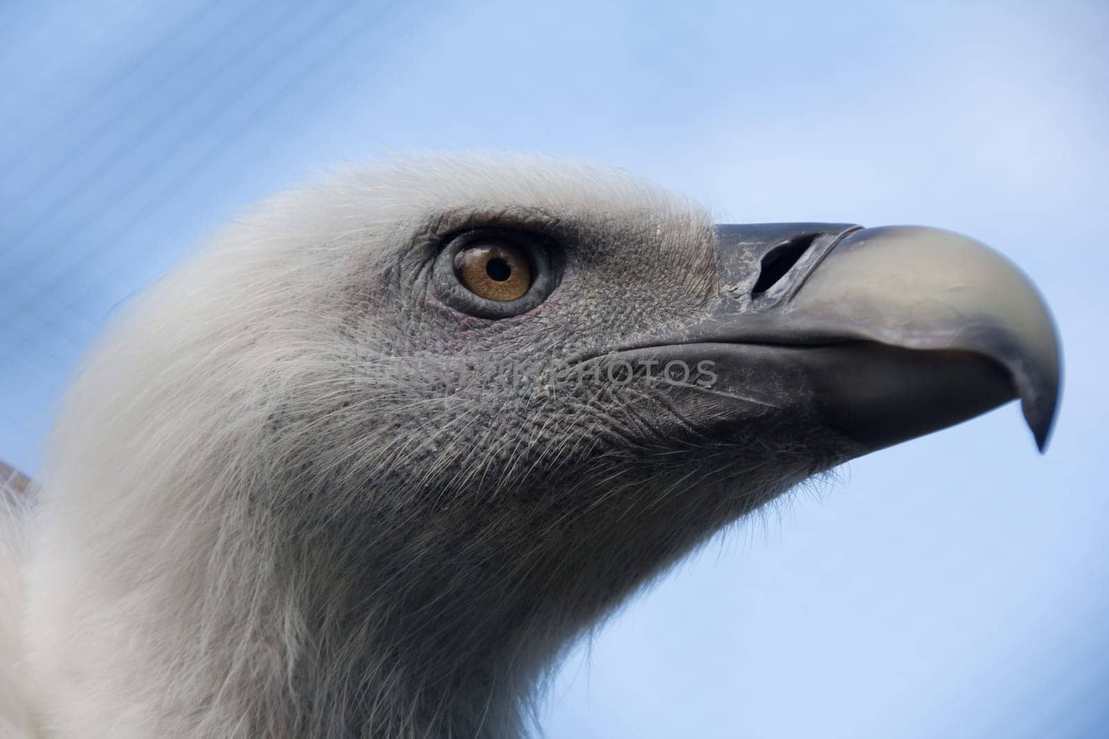 Headshot of a young Griffoon vulture, Gyps fulvus