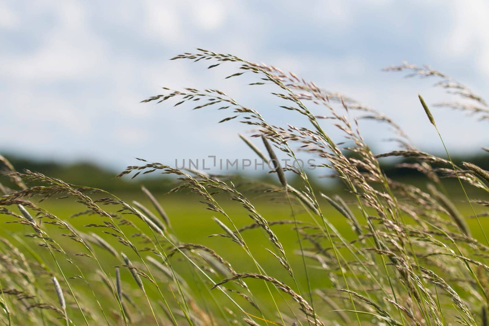 Long grass waving in the wind