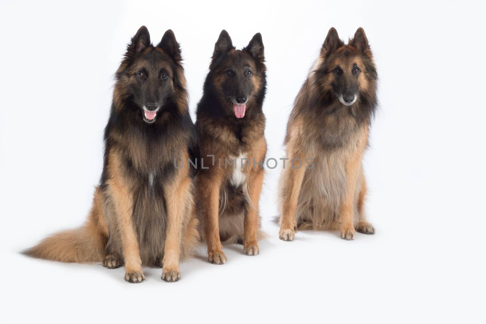 Three dogs, Belgian Shepherd Tervuren, isolated on white background