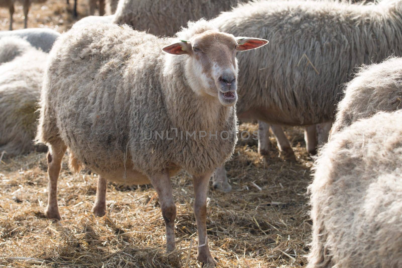 Sheep