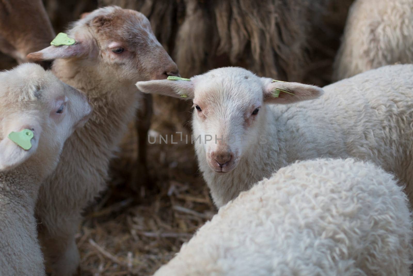 Lambs