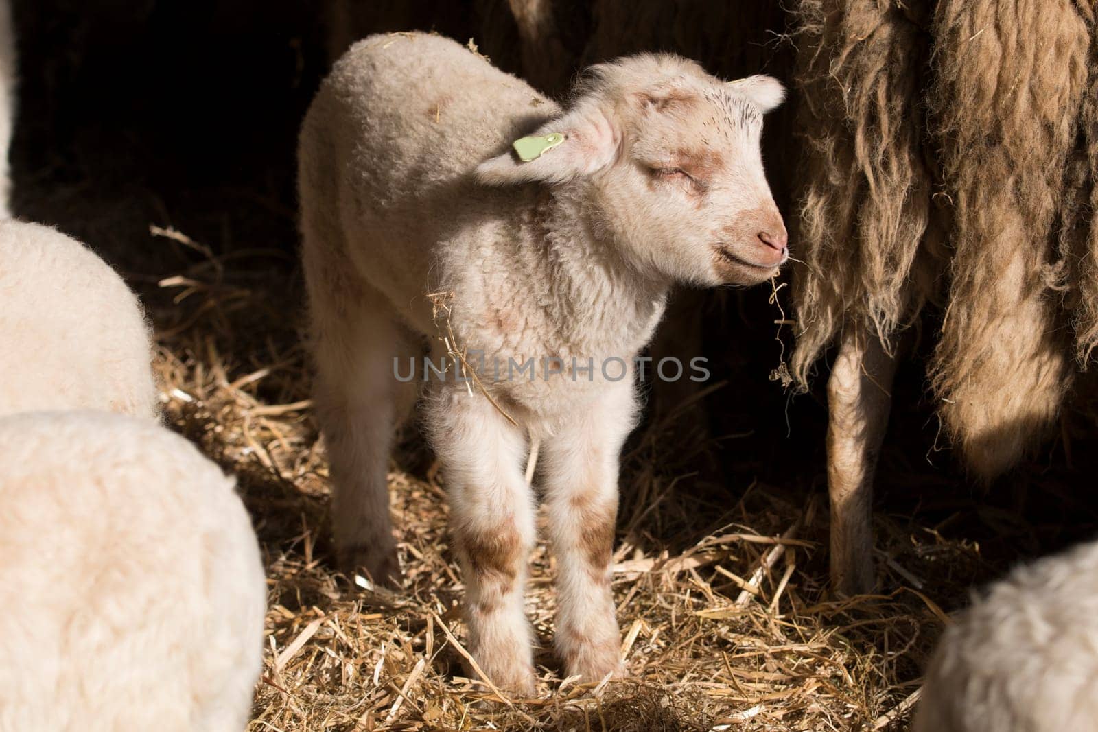 Lamb eating