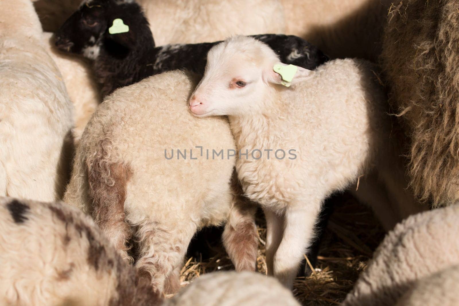 White lamb