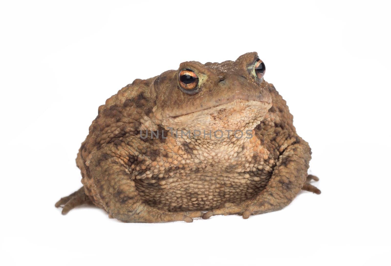 Hoptoad isolated on white background